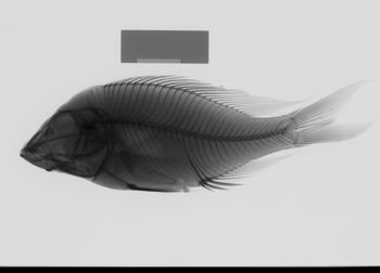 Media type: image;   Ichthyology 98601 Aspect: lateral,description